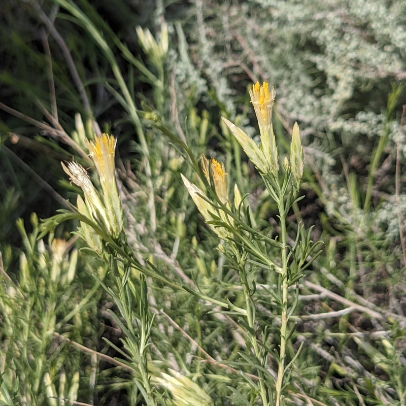 Southwestern Rabbitbrush photo 8