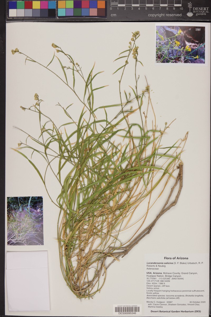 Willow Glowweed