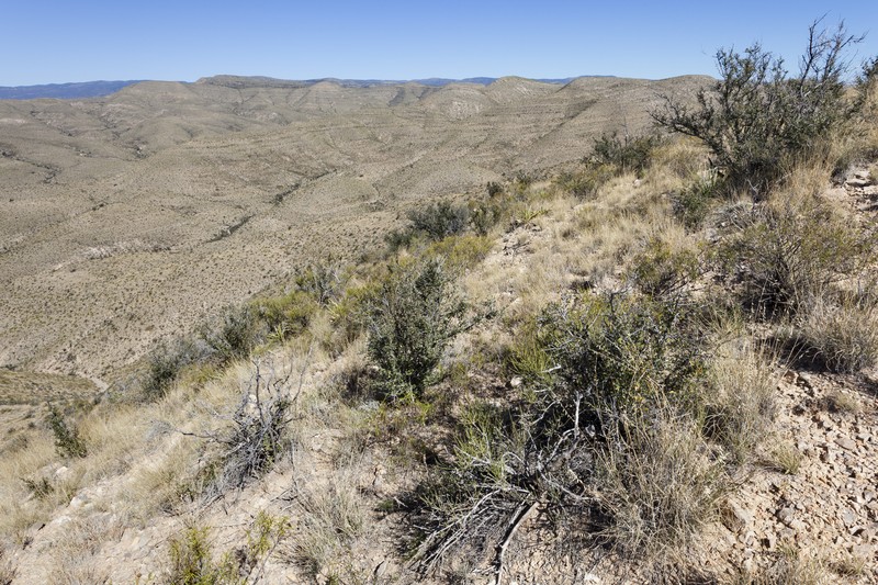 Guadalupe Rabbitbrush