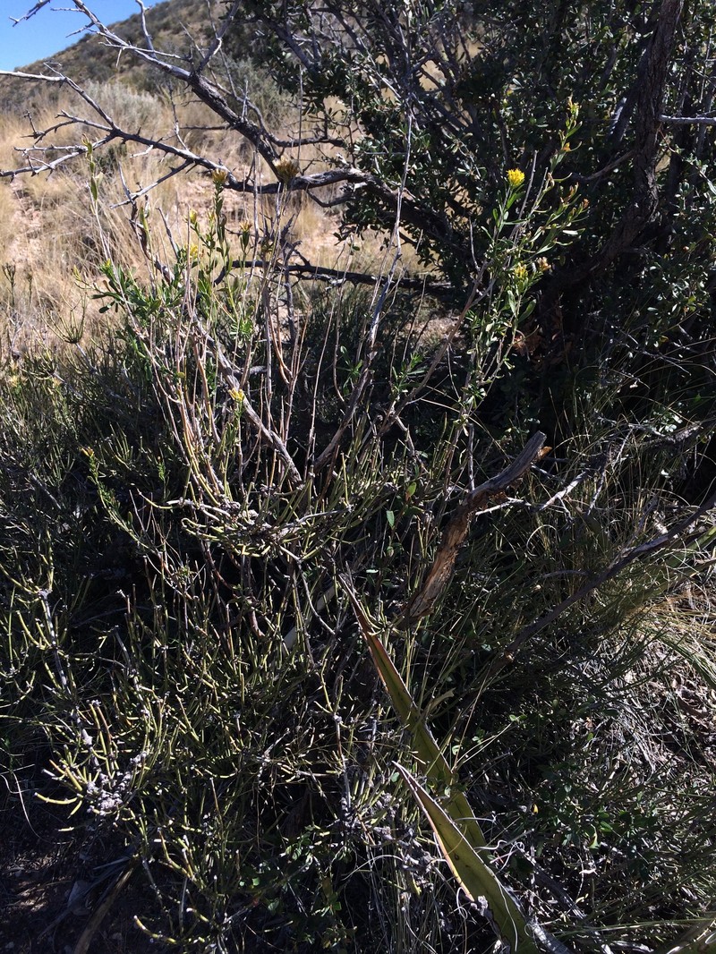Guadalupe Rabbitbrush photo 2