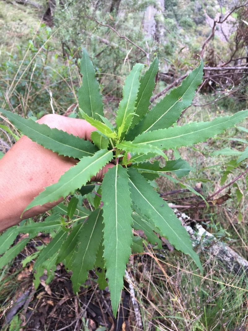 Lordhowea amygdalifolia
