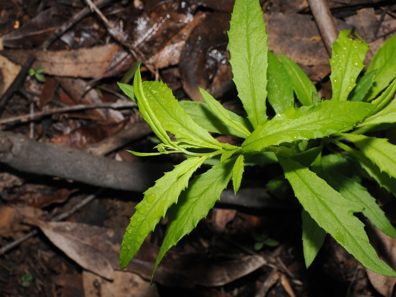 Lordhowea amygdalifolia photo 3