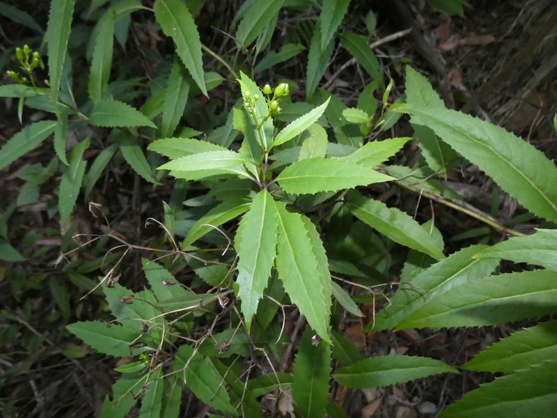 Lordhowea amygdalifolia photo 4