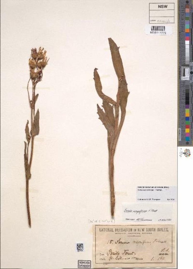 Lordhowea pilosicrista