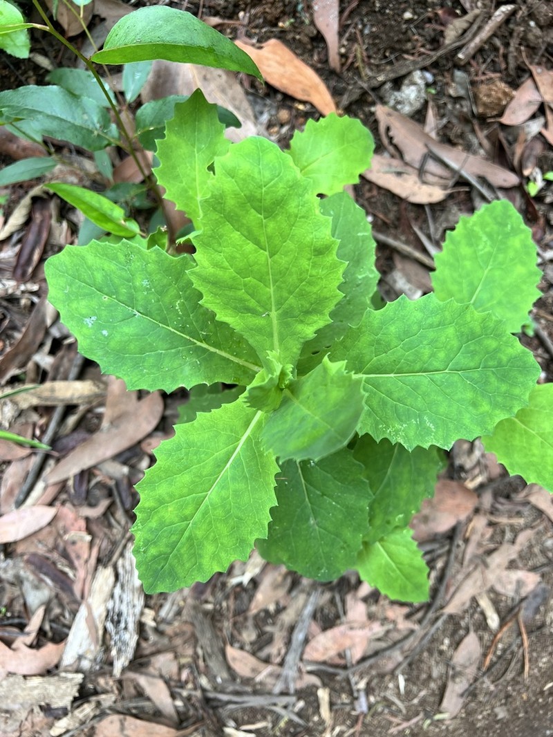 Lordhowea velleioides