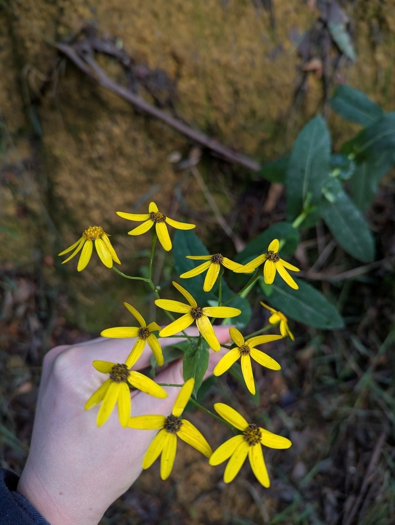 Lordhowea velleioides photo 3