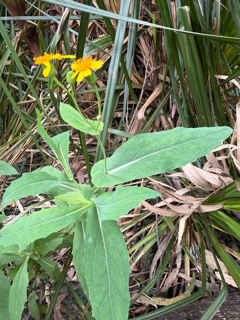 Lordhowea velleioides photo 4