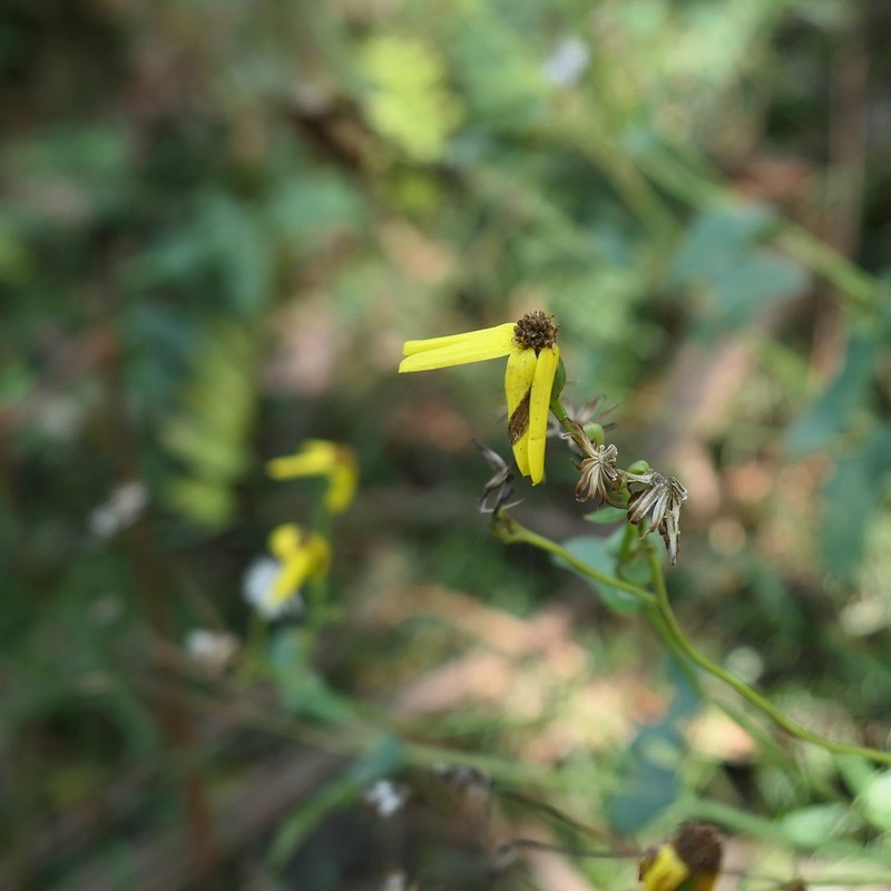 Lordhowea velleioides photo 5