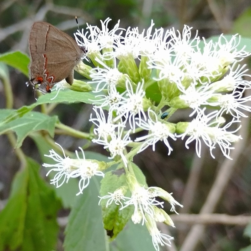 Lorentzianthus viscidus photo 6
