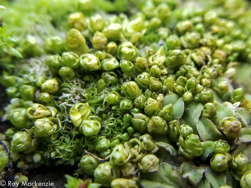 Imbricate Lorentziella Moss