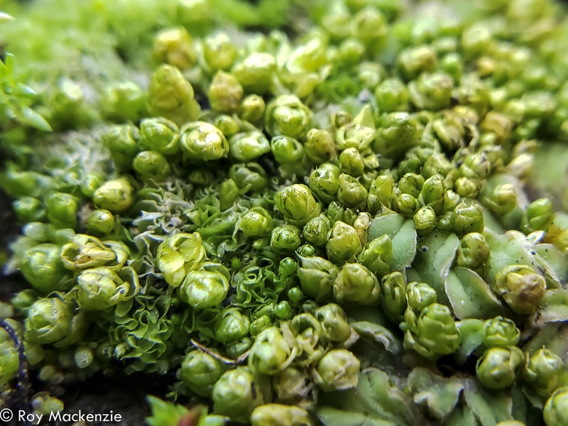 Imbricate Lorentziella Moss photo 2