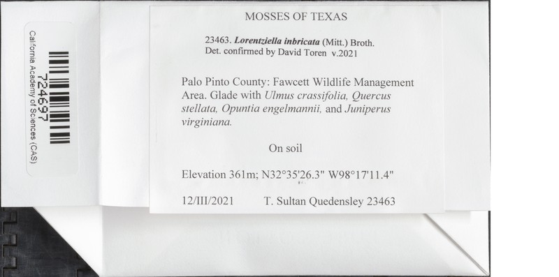 Imbricate Lorentziella Moss photo 8