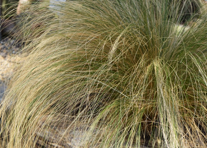 Lorenzochloa bomanii