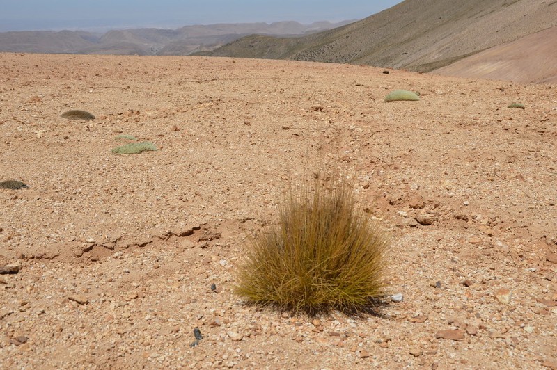 Lorenzochloa venusta