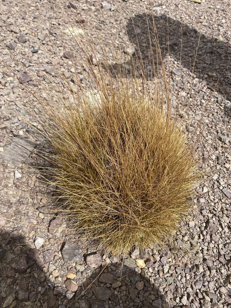 Lorenzochloa venusta photo 2