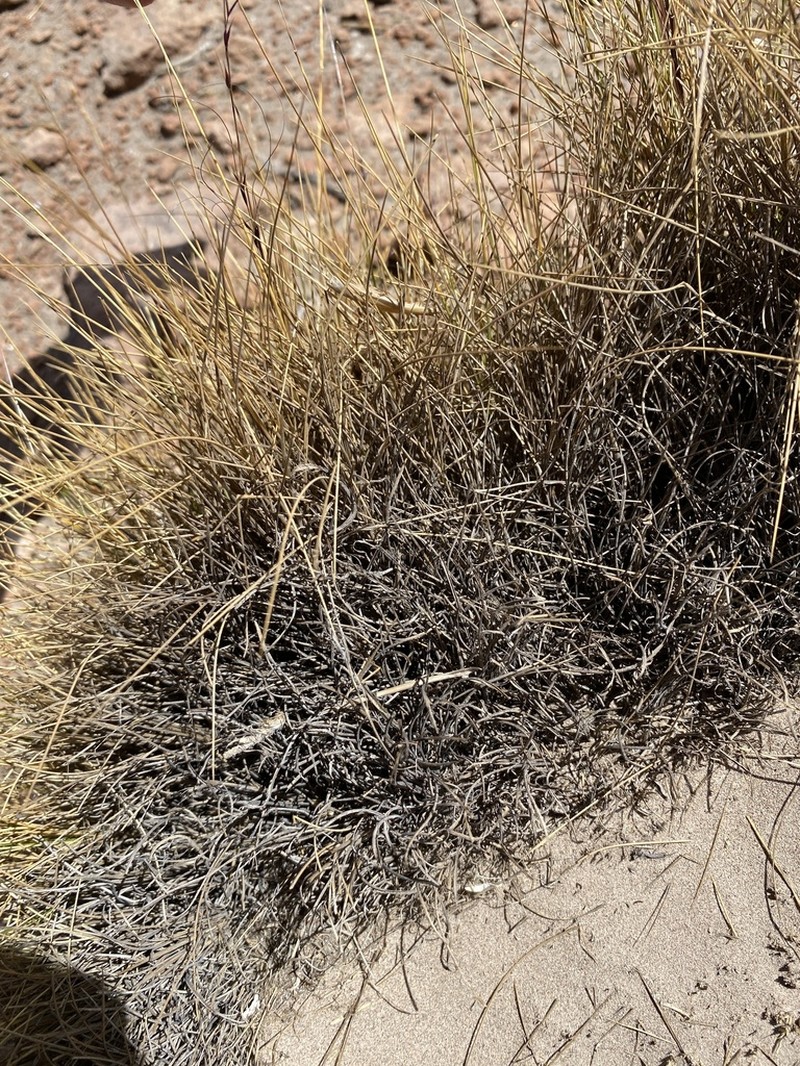 Lorenzochloa venusta photo 3
