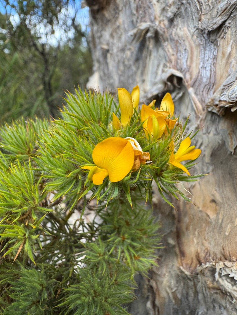 Loricobbia aspalathoides