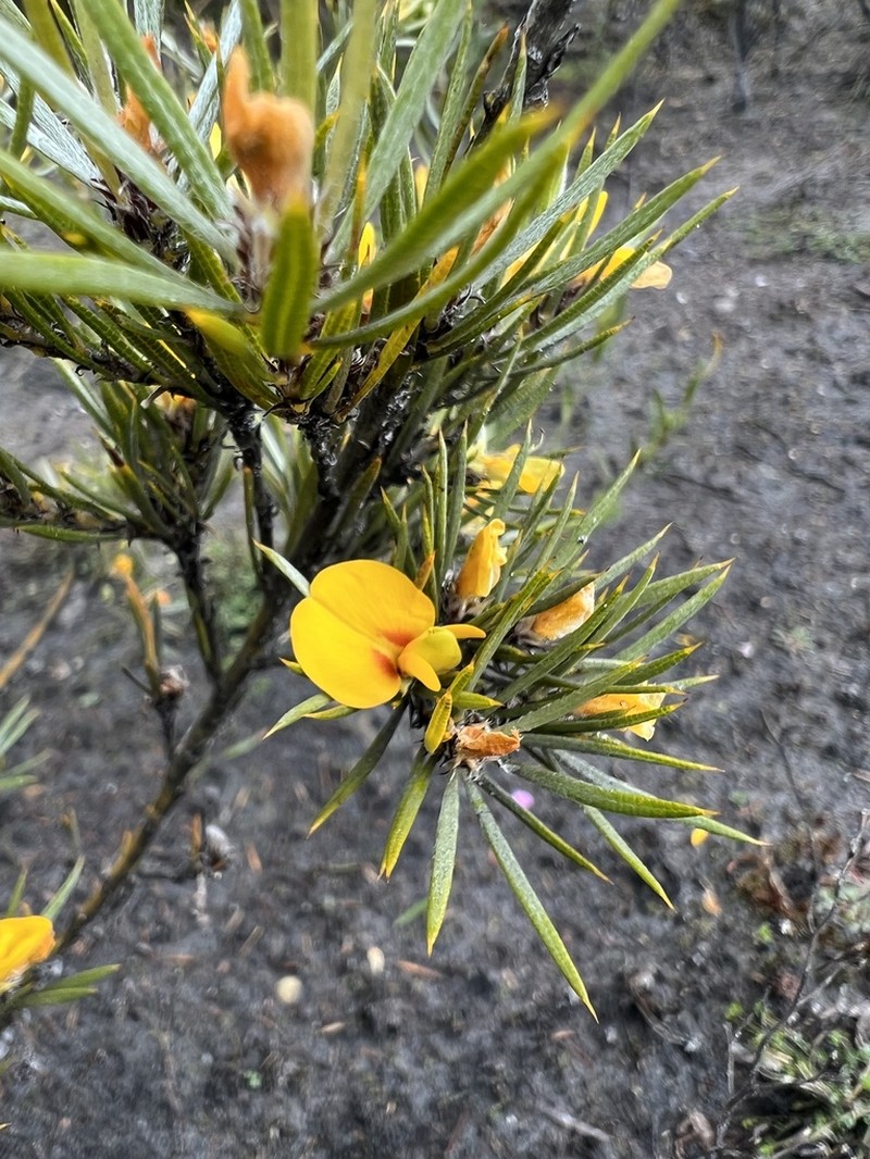 Loricobbia aspalathoides photo 2