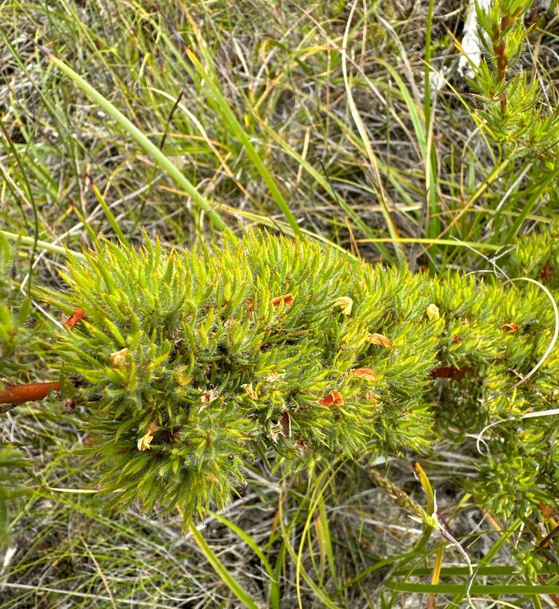 Loricobbia aspalathoides photo 3