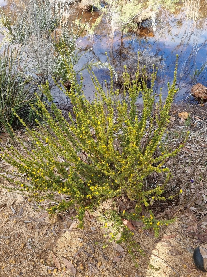 Loricobbia aspalathoides photo 4