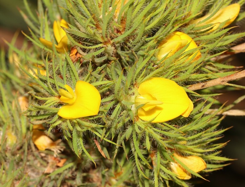 Loricobbia aspalathoides photo 5