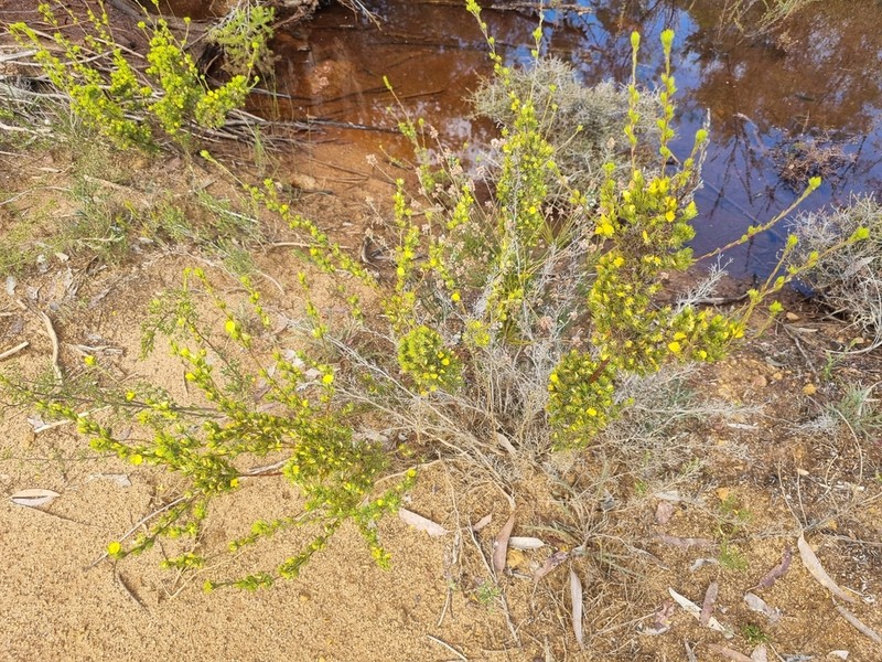 Loricobbia aspalathoides photo 6