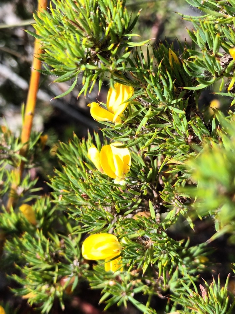 Loricobbia aspalathoides photo 7