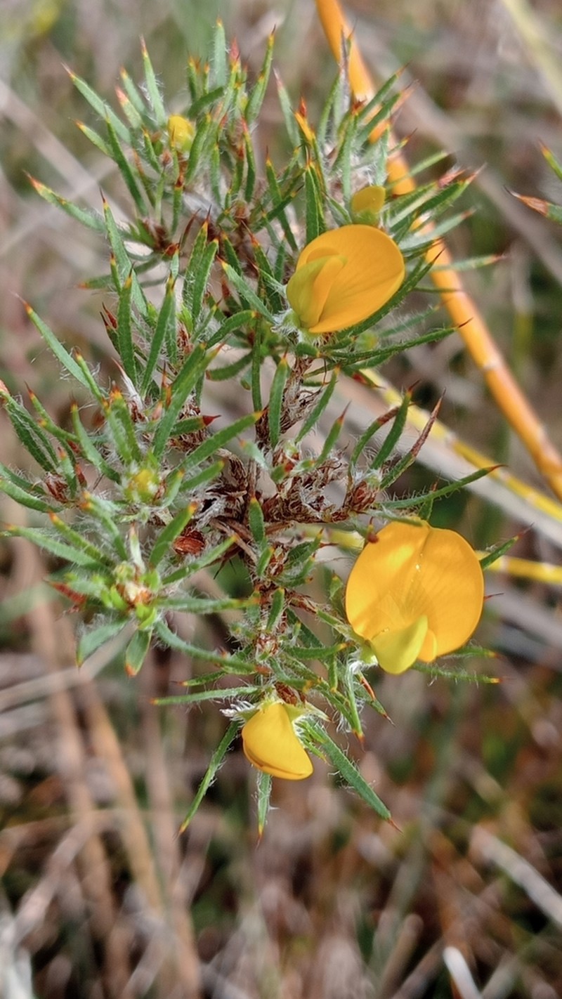 Loricobbia aspalathoides photo 8
