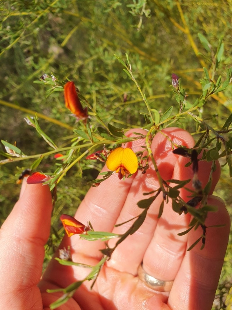 Loricobbia ochreata