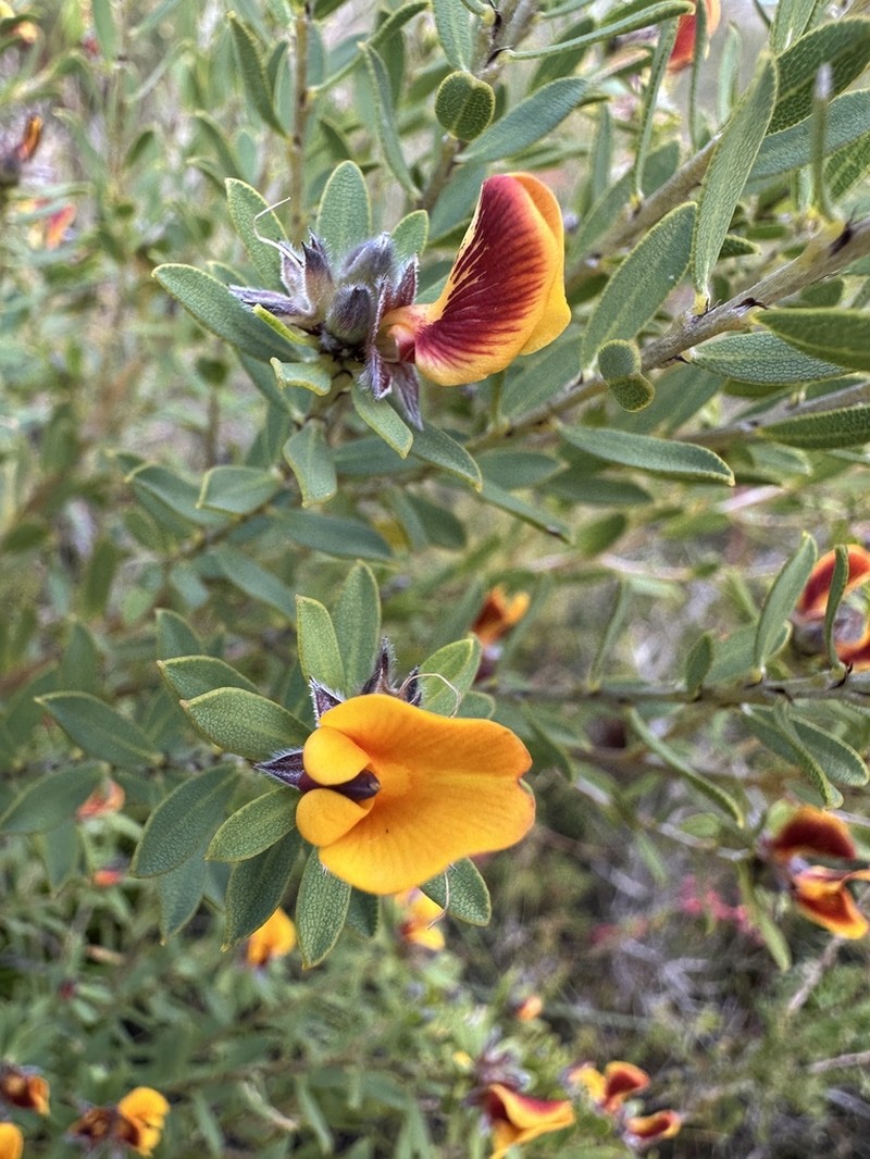 Loricobbia ochreata photo 3