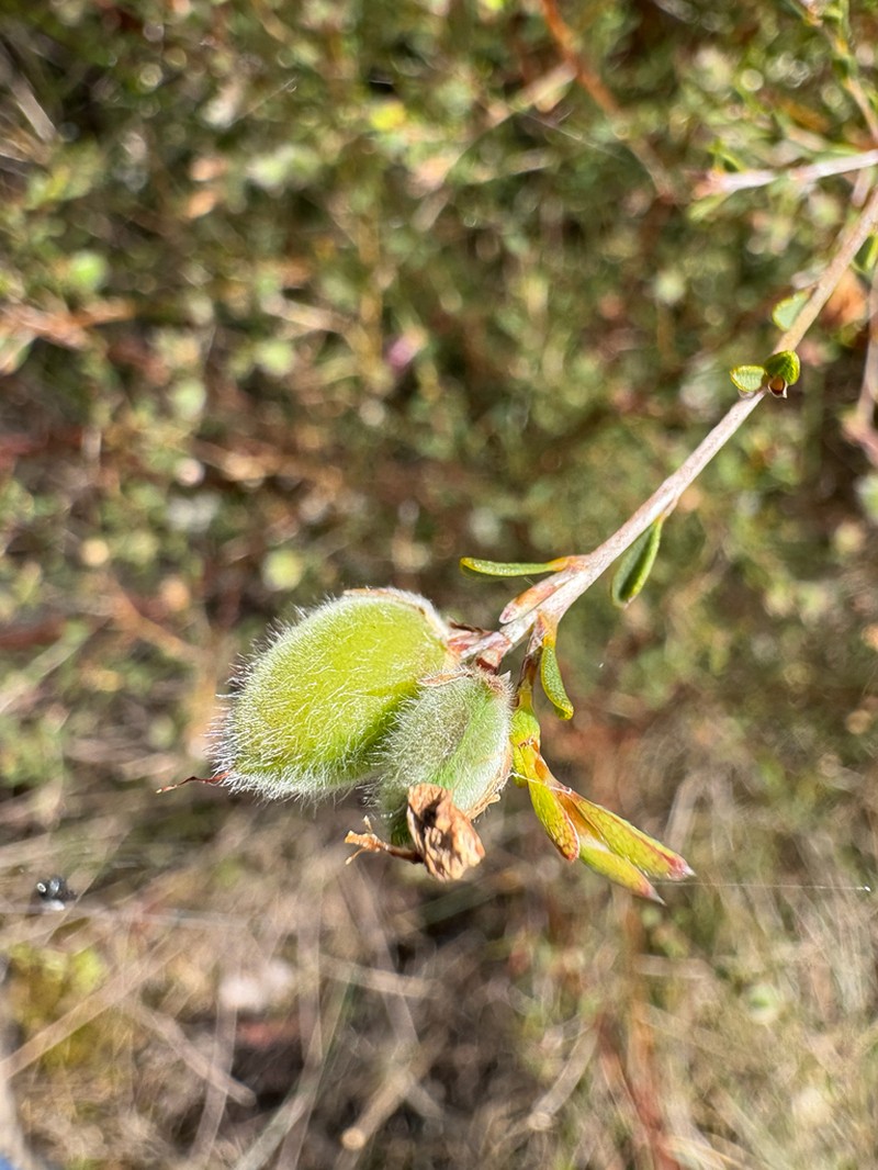 Loricobbia ochreata photo 4