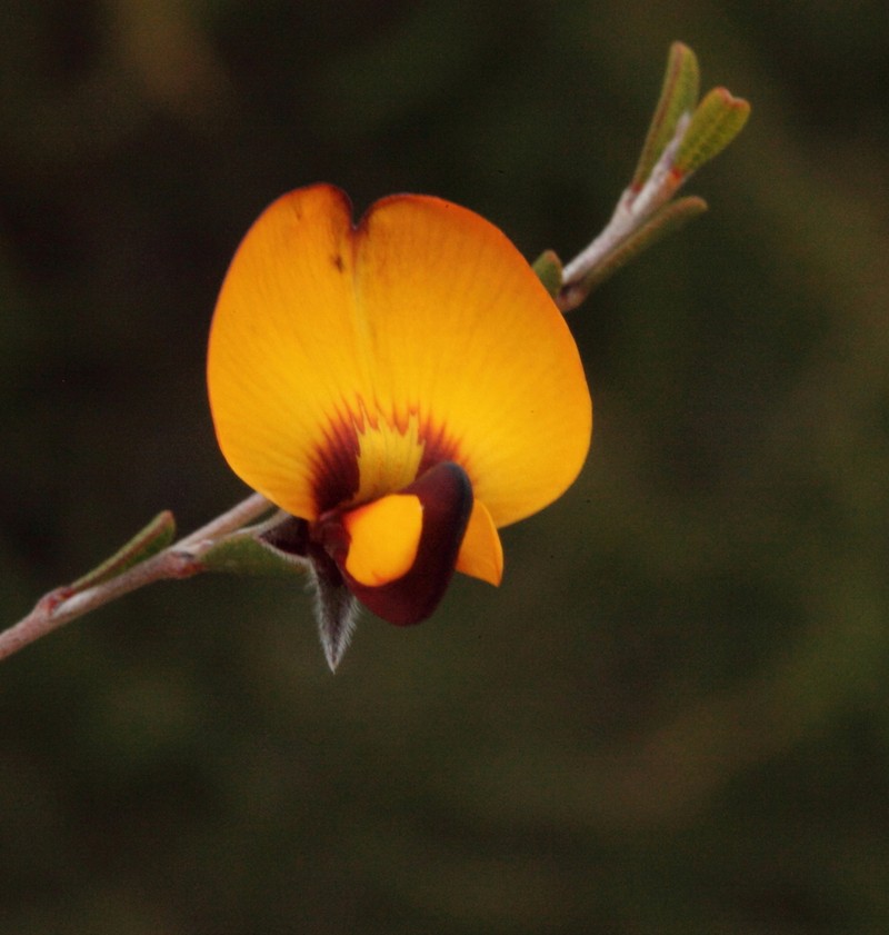 Loricobbia ochreata photo 5