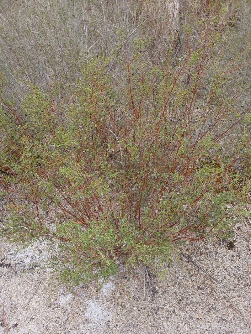 Loricobbia ochreata photo 6