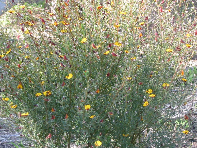 Loricobbia ochreata photo 7