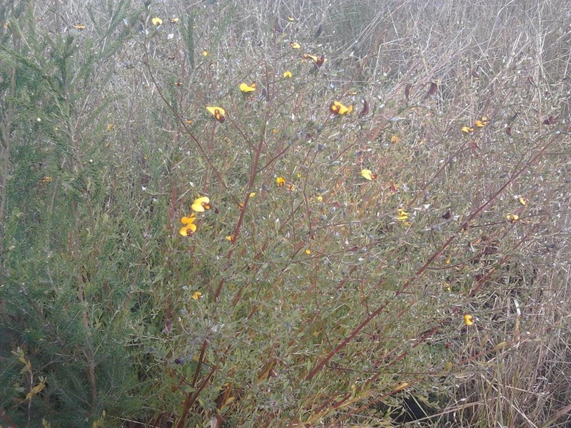 Loricobbia ochreata photo 8