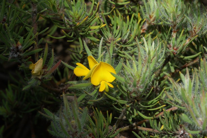 Loricobbia pauciflora