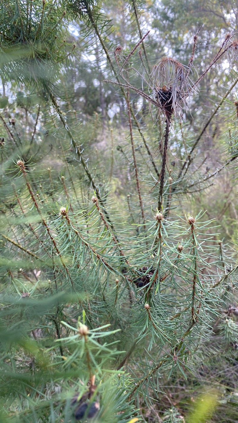 Loricobbia pinifolia