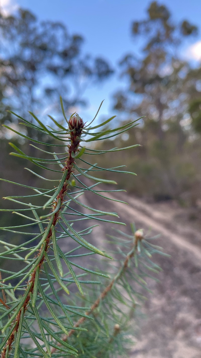 Loricobbia pinifolia photo 2