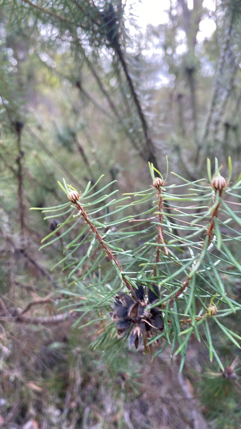 Loricobbia pinifolia photo 3