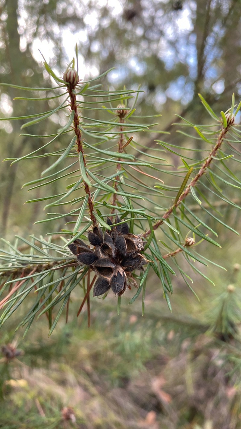 Loricobbia pinifolia photo 4