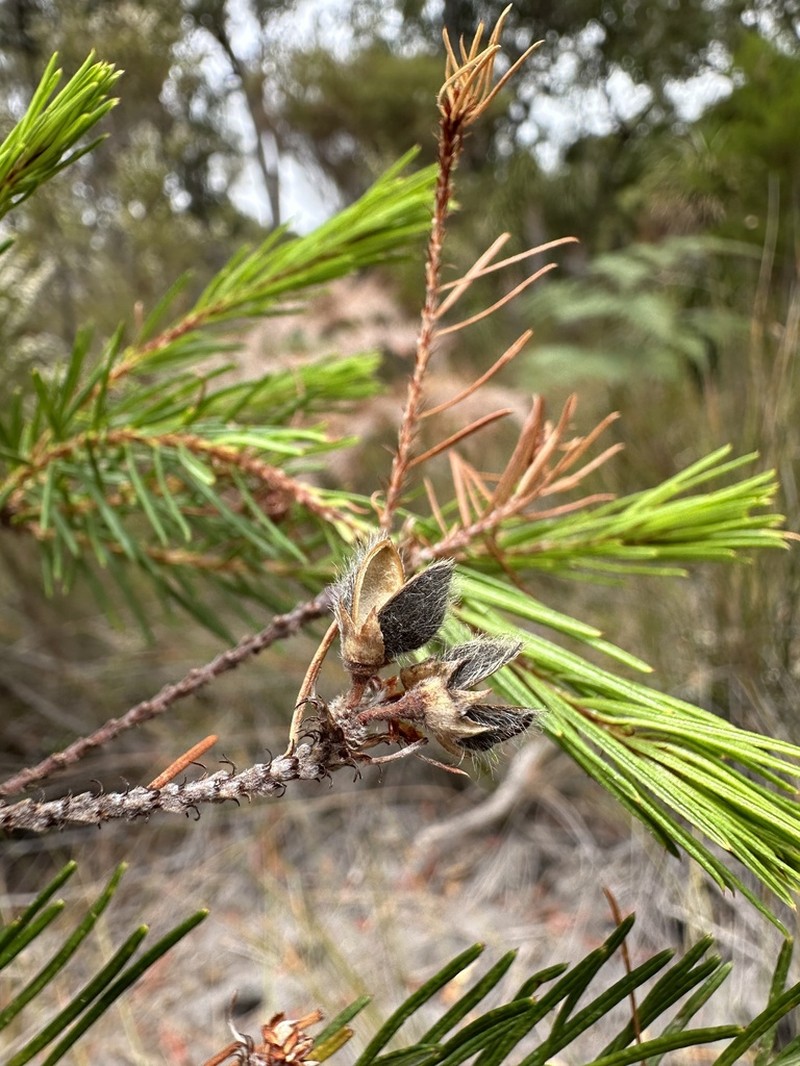 Loricobbia pinifolia photo 5