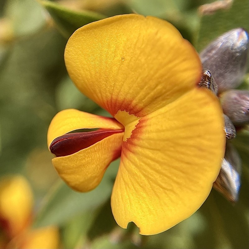 Loricobbia reticulata