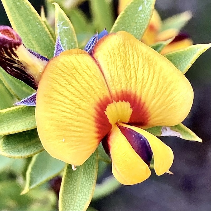 Loricobbia reticulata photo 2