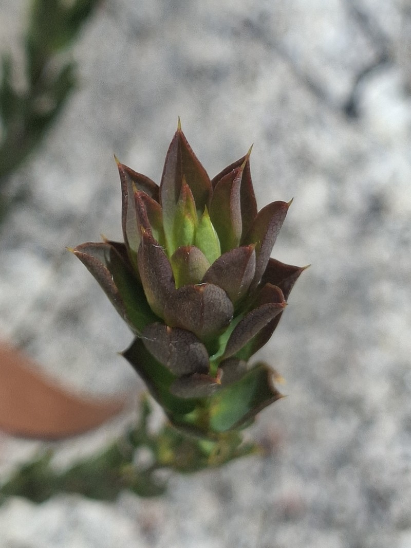 Loricobbia reticulata photo 3