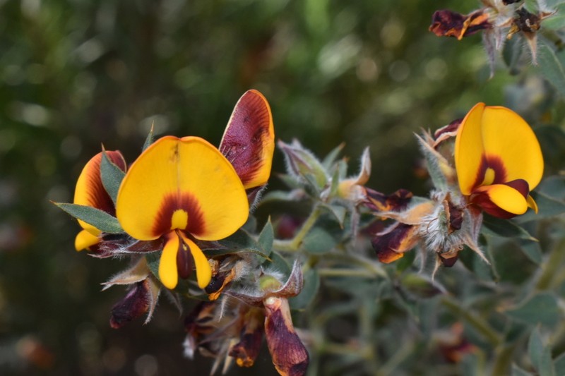 Loricobbia reticulata photo 4