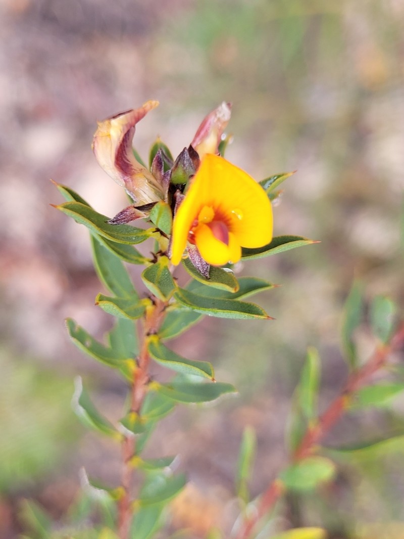 Loricobbia reticulata photo 5