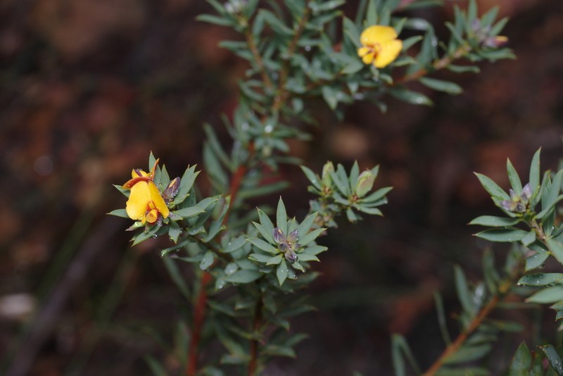 Loricobbia reticulata photo 6