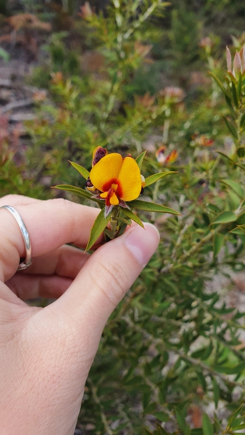 Loricobbia reticulata photo 7