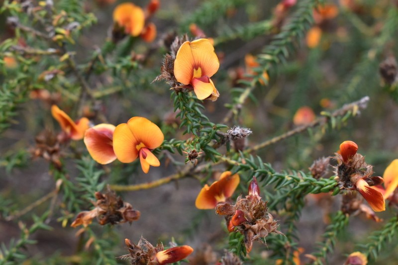 Loricobbia skinneri