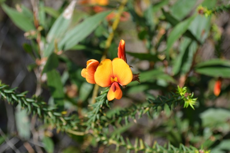 Loricobbia skinneri photo 2